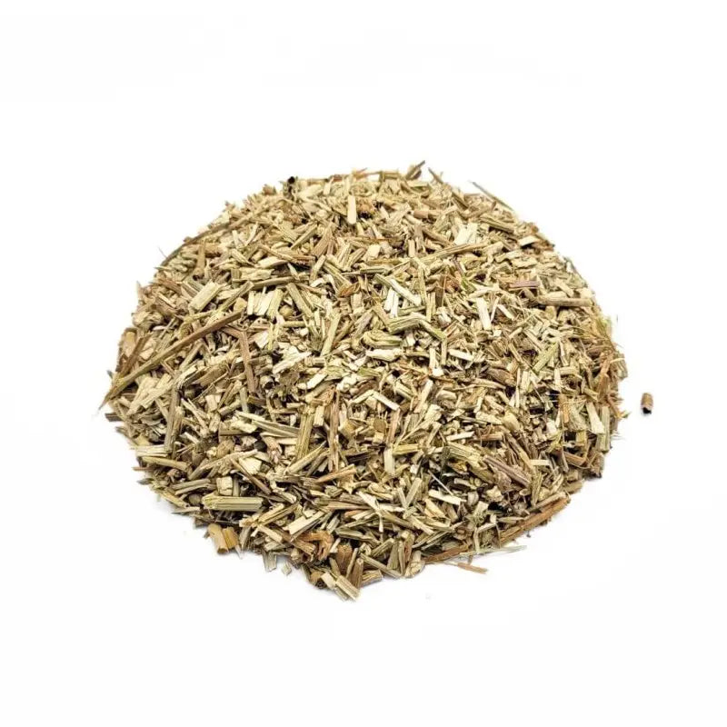 Chicory, Plant (Cichorium intybus)